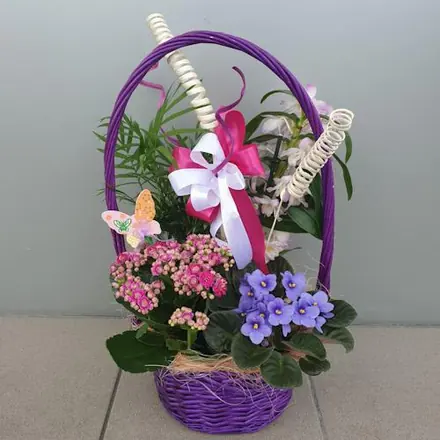 Aranjament coș plante dendrobium, violetă