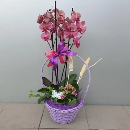 Aranjament plante orhidee kalanchoe