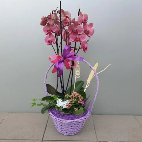 Aranjament plante orhidee kalanchoe