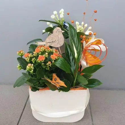 Aranjament plante stephanotis