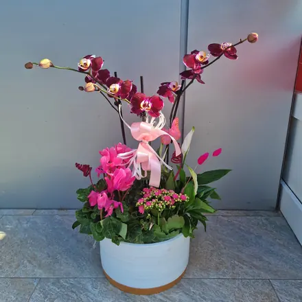 Aranjament plante vas ceramic alb 1