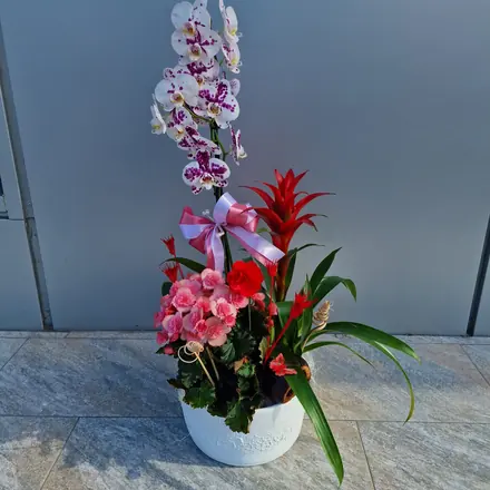 Aranjament plante vas ceramic alb