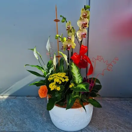 Aranjament plante vas ceramic alb 2