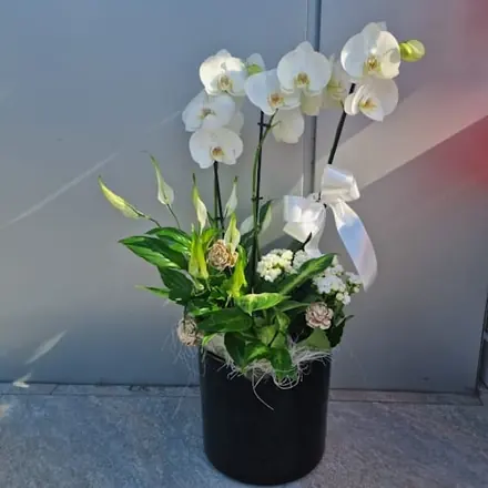 Aranjament plante vas ceramic Black and White